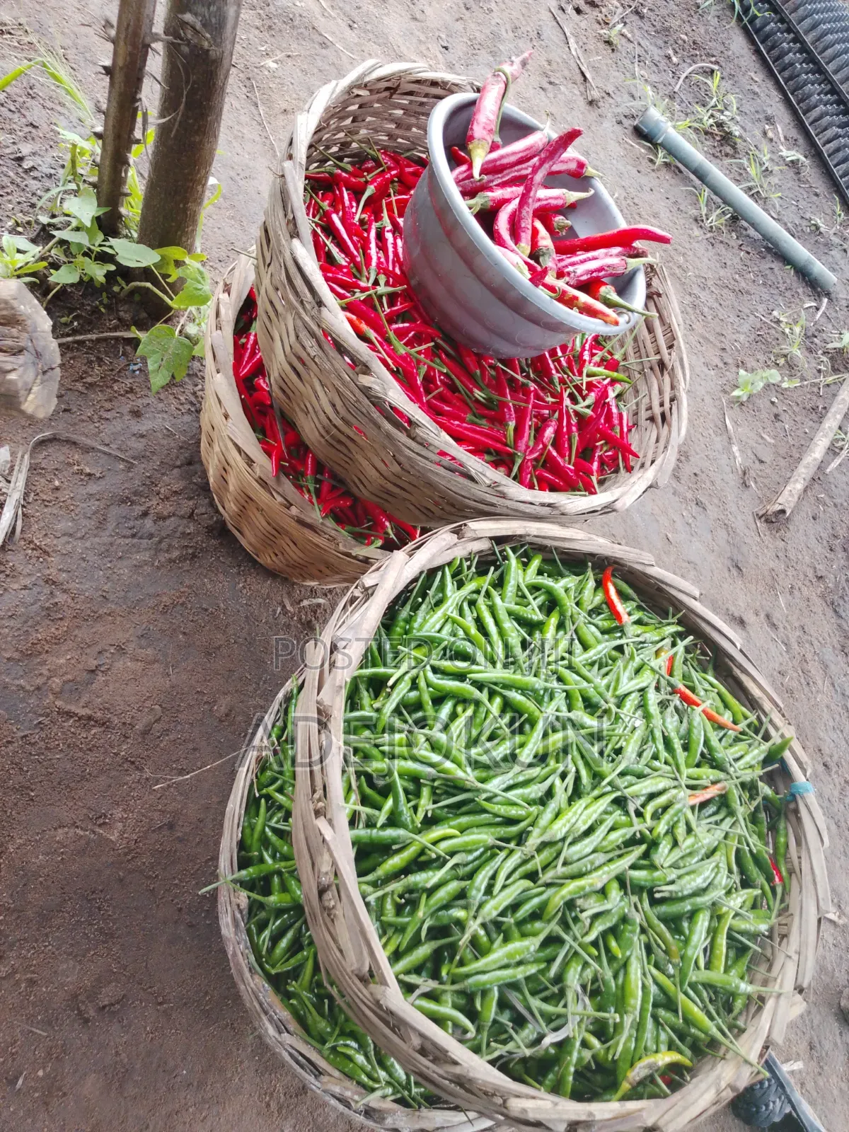 Chilli Pepper