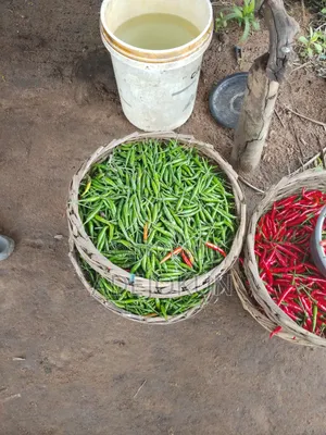 Chilli Pepper