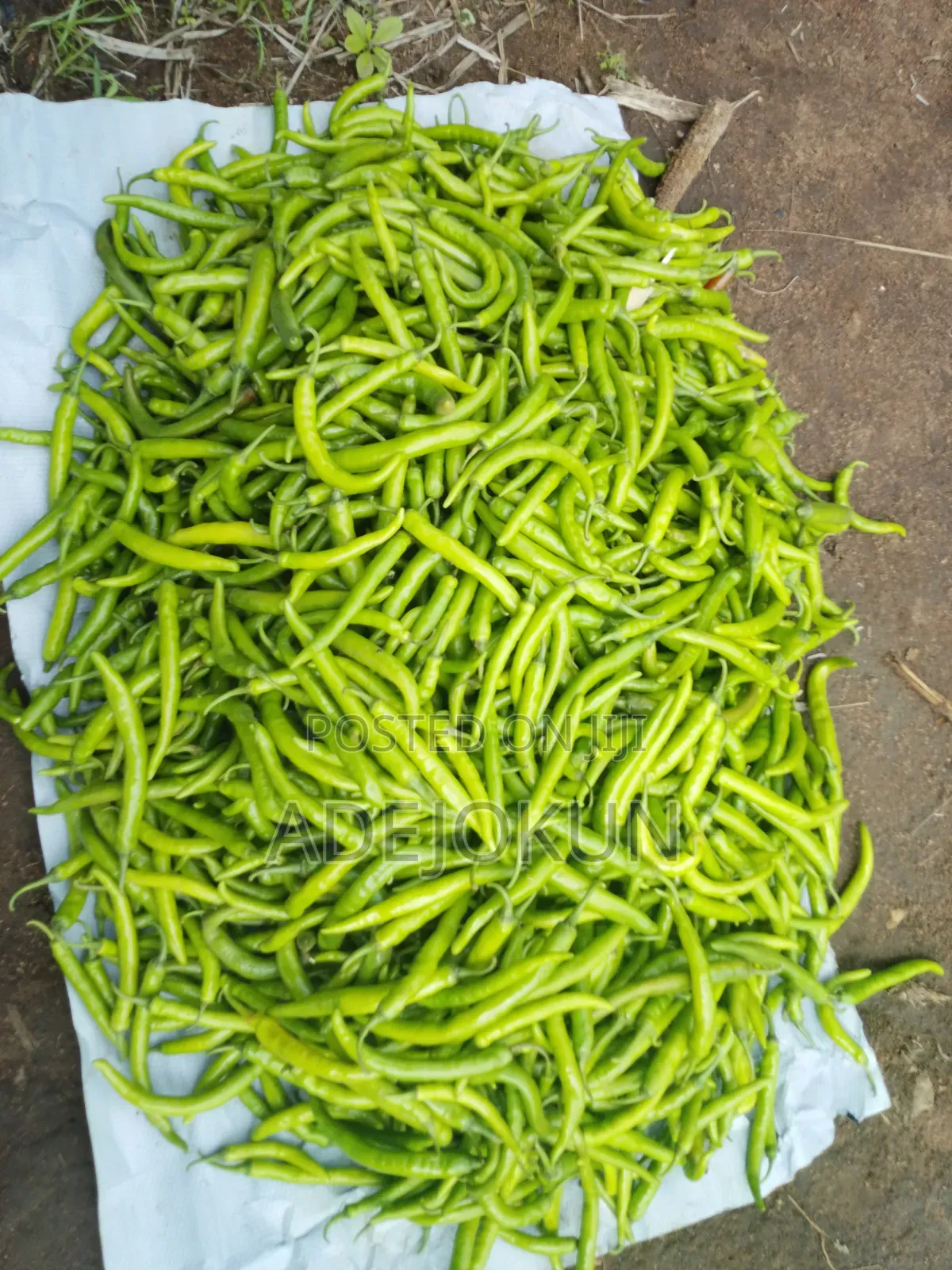 Chilli Pepper