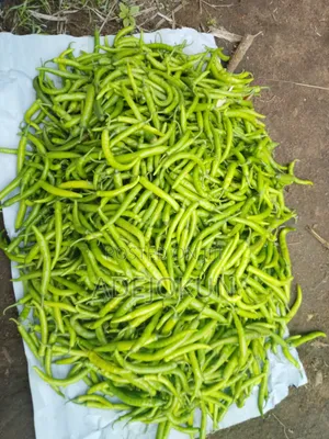 Chilli Pepper