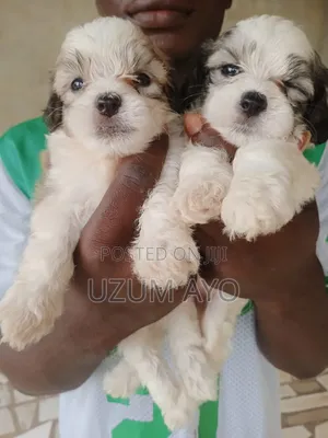 1-3 months Male Purebred Lhasa Apso