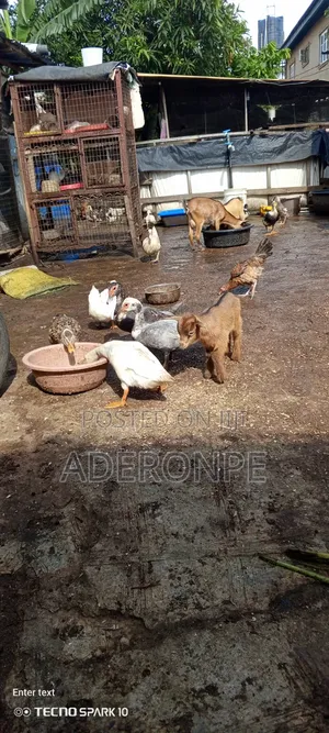 Active and Well Vaccinated Weaners