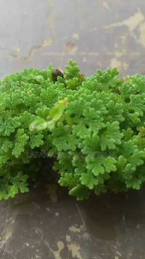 Azolla Seeds