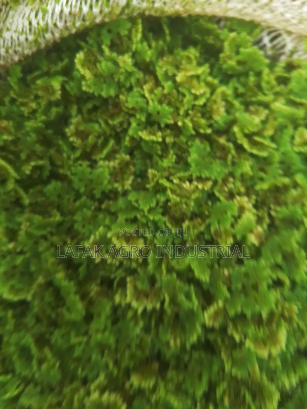 Azolla Seeds