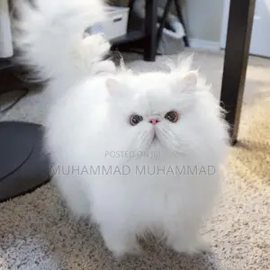 1-3 months Male Purebred Turkish Angora