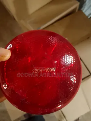 Infrared Light Bulb for Brooding