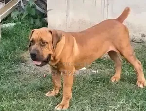 1+ year Male Purebred Boerboel