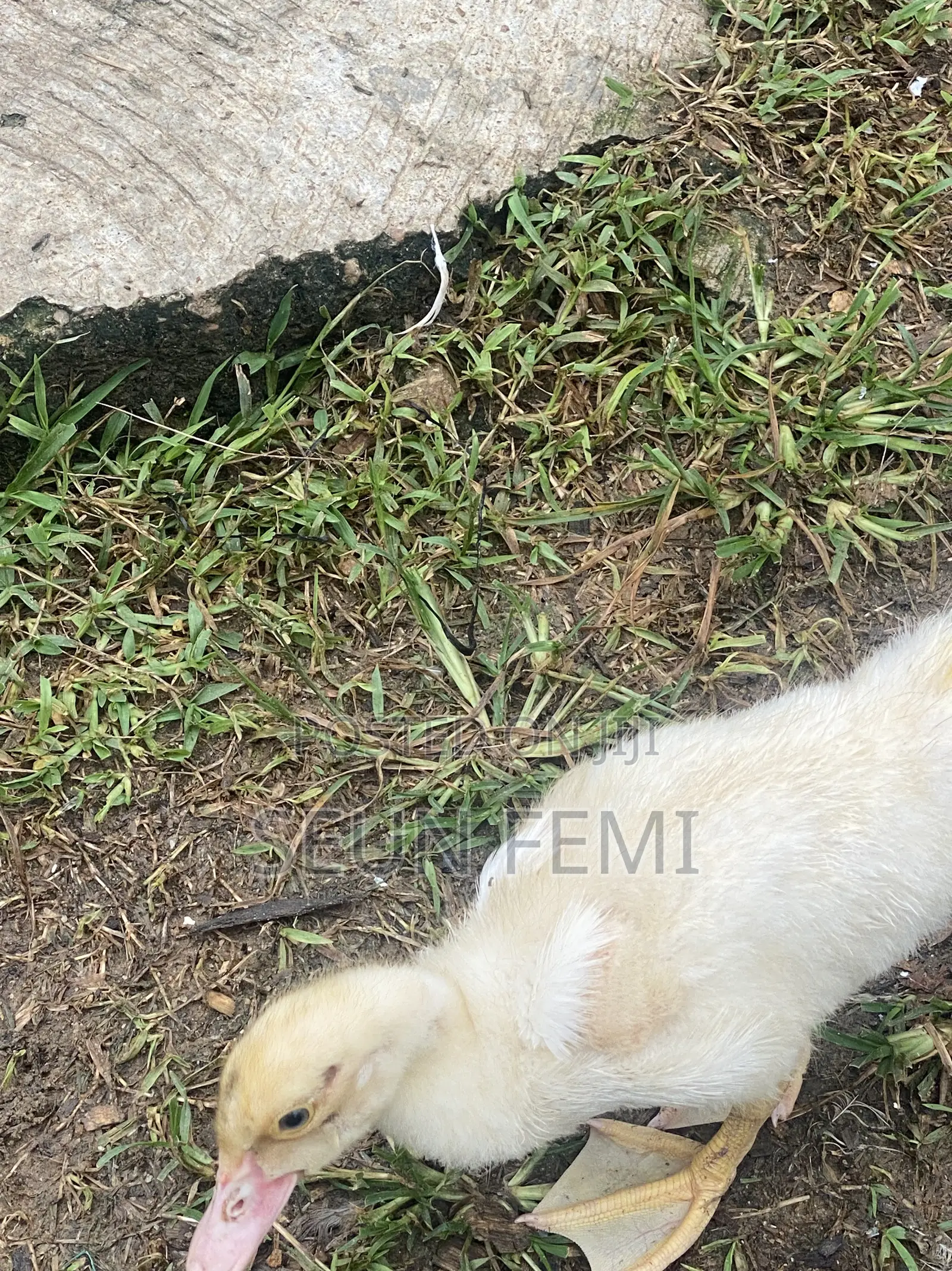 Healthy Local Ducks