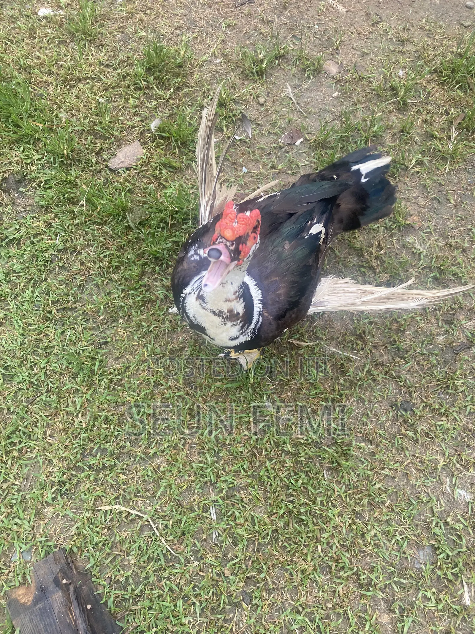 Healthy Local Ducks