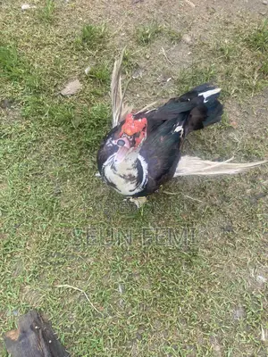 Healthy Local Ducks