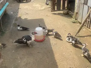 Healthy Local Ducks