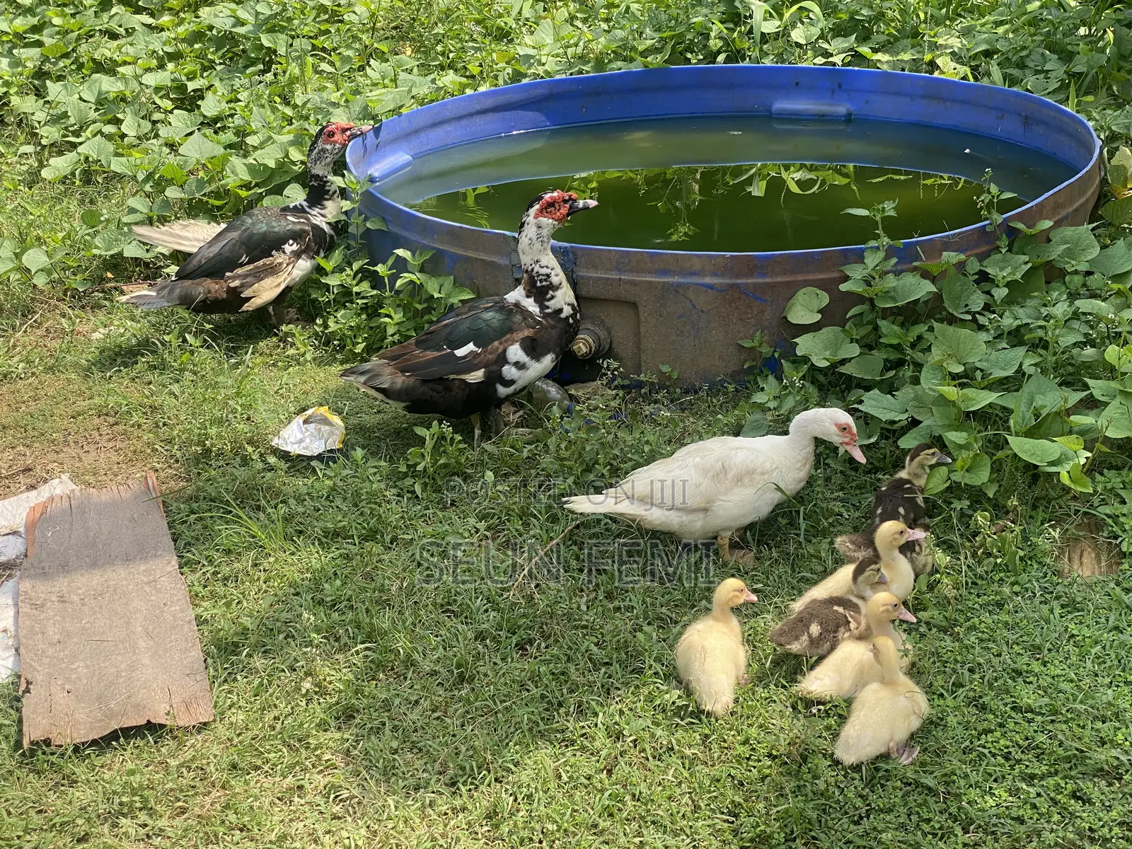 Healthy Local Ducks