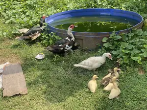 Healthy Local Ducks