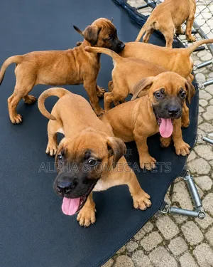 1-3 months Female Purebred Boerboel
