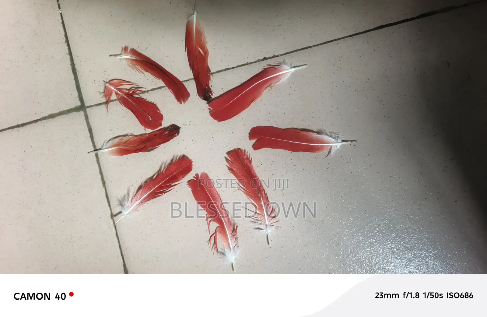 Parrot Feathers (Ikode)