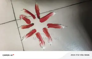 Parrot Feathers (Ikode)