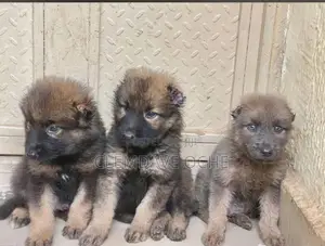 1-3 months Male Purebred Caucasian Shepherd