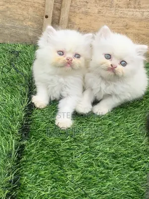 1-3 months Female Purebred Persian