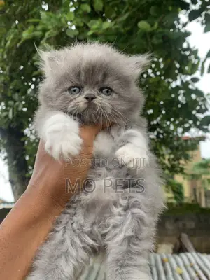 1-3 months Male Purebred Persian