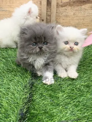 1-3 months Female Purebred Persian