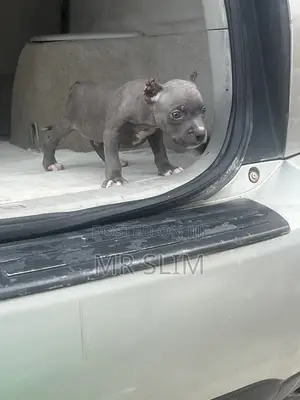 0-1 month Female Purebred American Bully