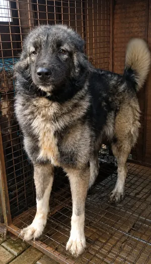 1+ year Female Purebred Caucasian Shepherd