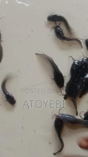 Catfish Is Available in Different Sizes