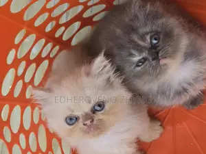 1-3 months Female Purebred Persian