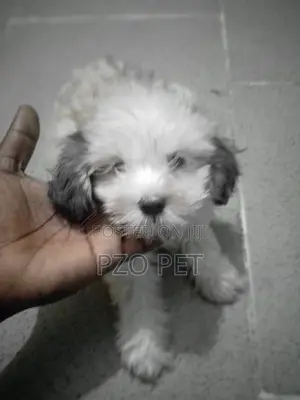 1-3 months Male Purebred Shih Tzu