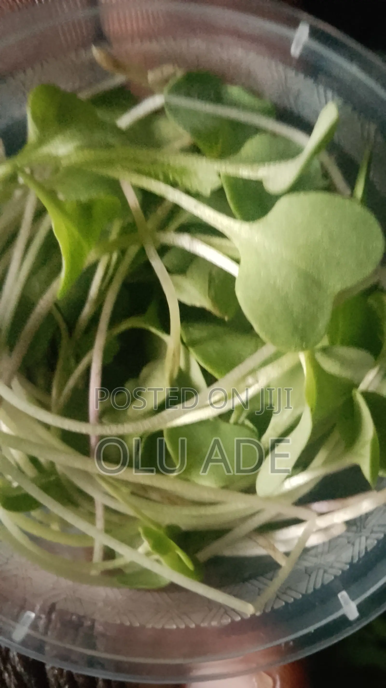 Broccoli Sprout Microgreens for Sale