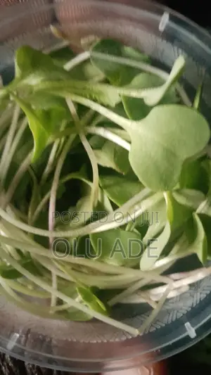 Broccoli Sprout Microgreens for Sale