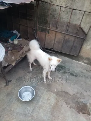 6-12 months Female Purebred American Eskimo
