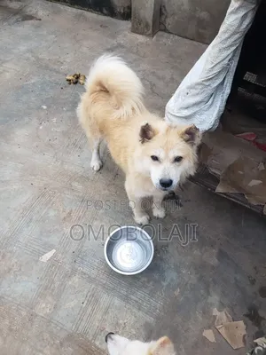 1+ year Male Purebred Chow Chow