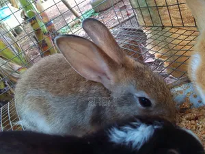 Chinchilla Rabbits