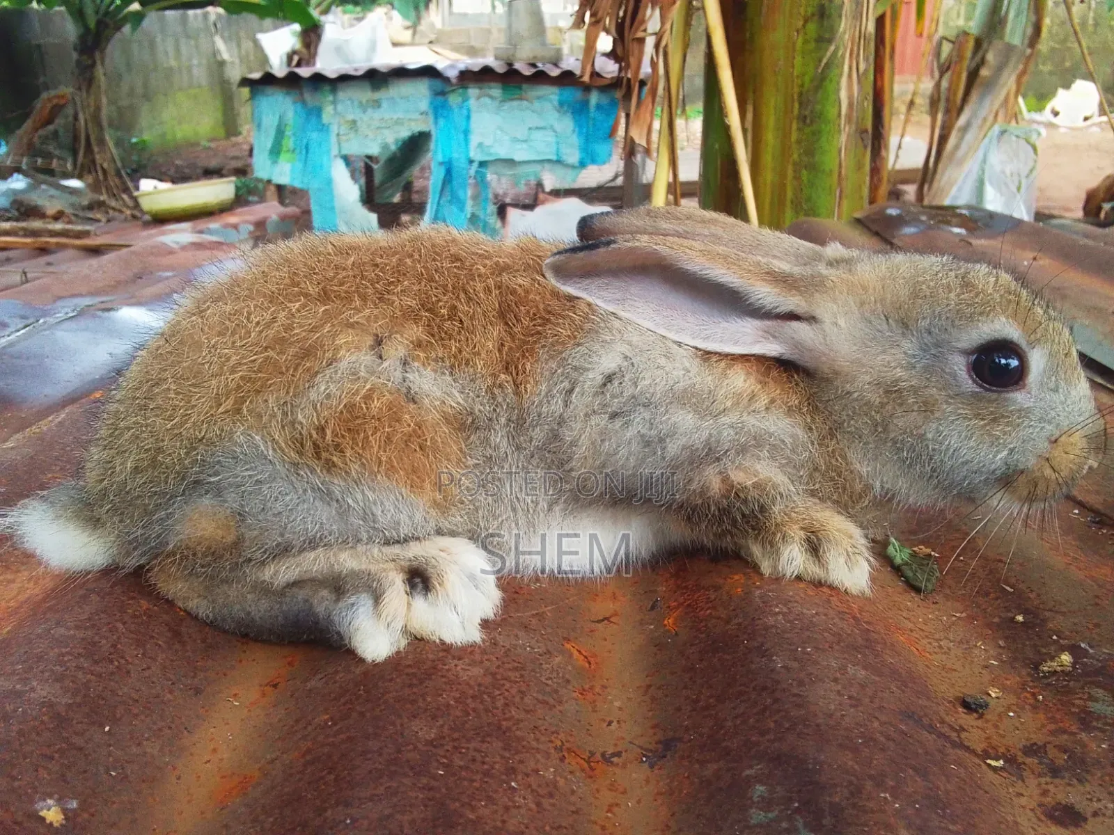 Chinchilla Rabbits