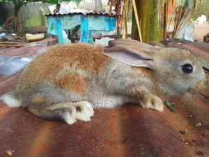 Chinchilla Rabbits