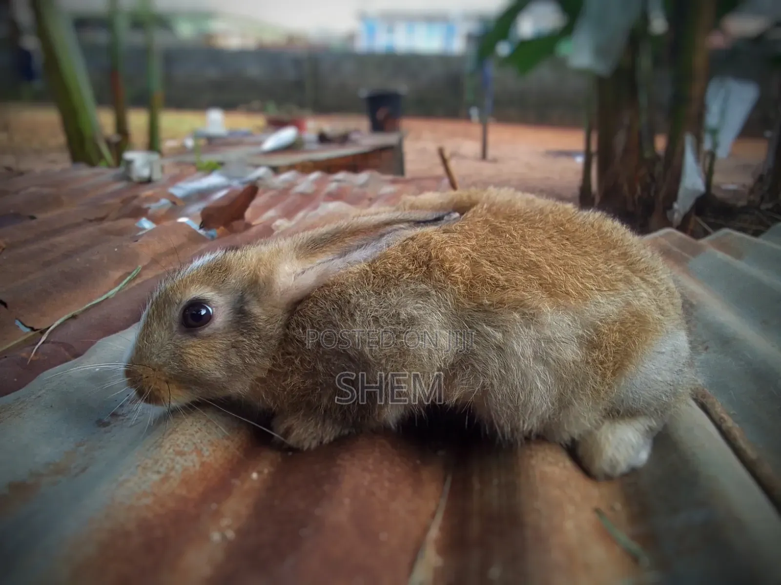 Chinchilla Rabbits
