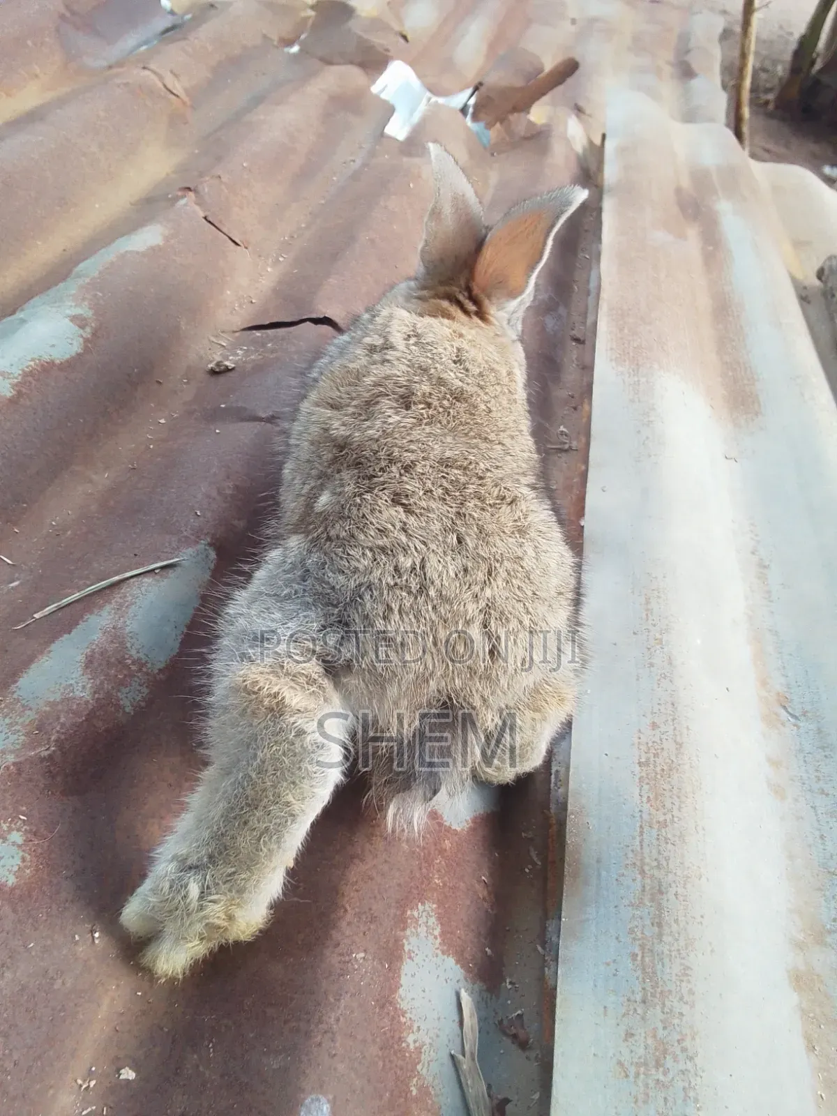 Chinchilla Rabbits