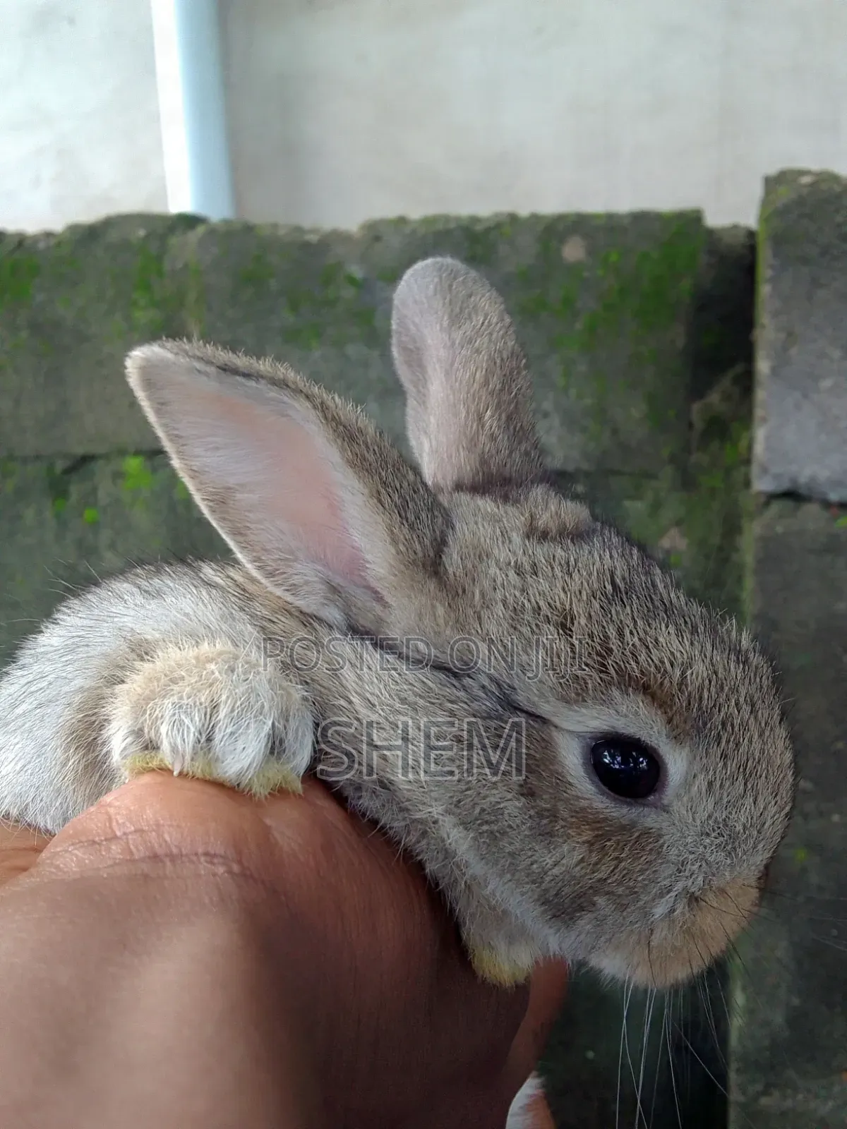 Chinchilla Rabbits
