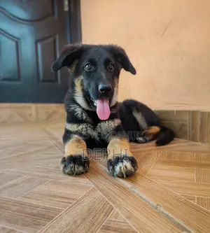 3-6 months Female Mixed Breed German Shepherd