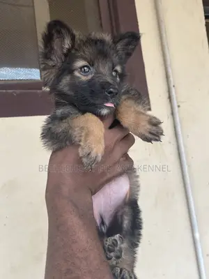 1-3 months Female Purebred German Shepherd