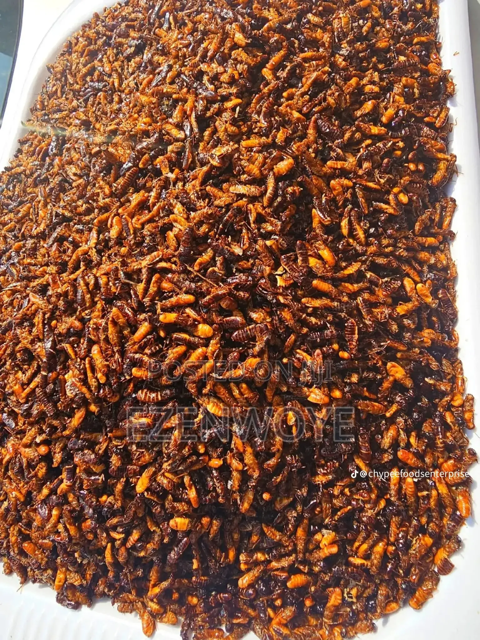 Edible Termites