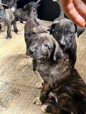 0-1 month Female Mixed Breed American Pit Bull Terrier
