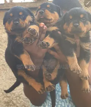 1-3 months Female Purebred Rottweiler