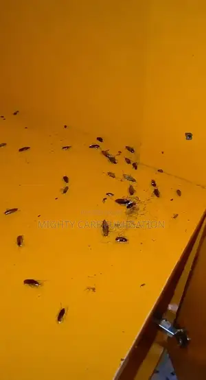 Fumigation Services