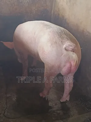Pigs:Tn Boars for Breeding Available for Sale