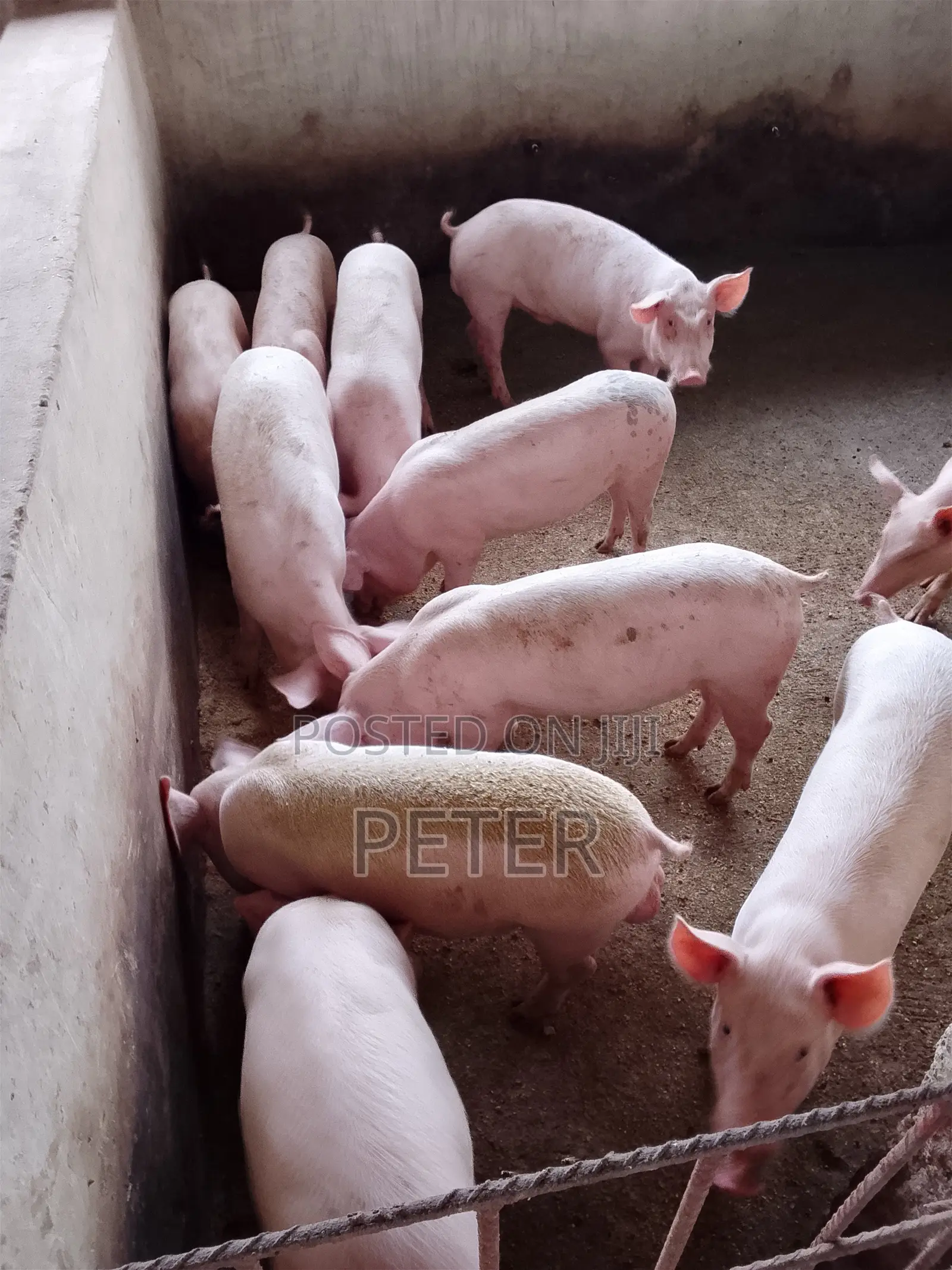 Agric Pigs