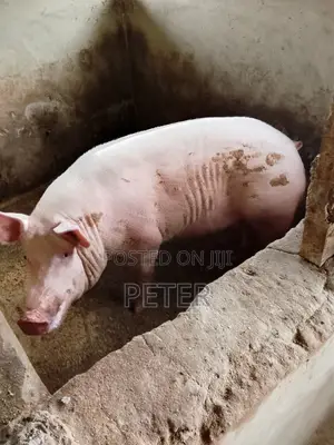 Agric Pigs