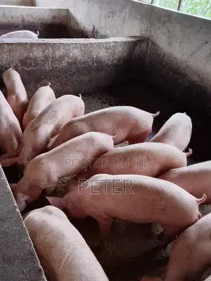 Agric Pigs