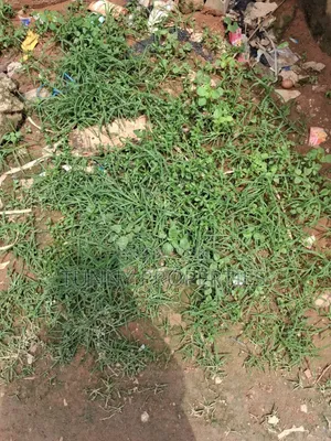 Hectares, Acres And Plots Of Land For Sale